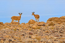 Nubian ibex (Capra nubiana), young females standing on rocks, Dead Sea, Israel, May.
