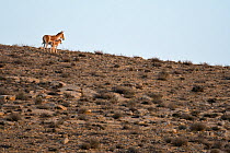 Onager (Equus hemionus), female and young in dry rocky environment, Negev desert, Israel, May.