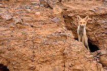 Red fox (Vulpes vulpes), peeking from a hole in rocks, Negev desert, Israel, May.