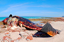 Sperm whale (Physeter macrocephalus), dead on the shore, Socotra island, Yemen, January. Non-ex.
