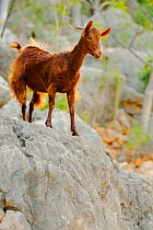Domestic goat (Capra aegagrus hircus), goats in Socotra archipelago are responsible of habitat jeopardizing due to overgrazing, Socotra island, Yemen, March. Non-ex.