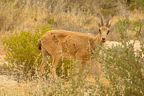 Nubian ibex (Capra nubiana), young male standing among vegetation, Negev desert, Israel, April