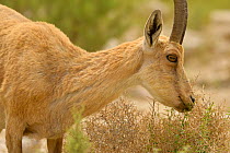 Nubian ibex (Capra nubiana), young male feeding on vegetation, Negev desert, Israel, April