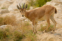 Nubian ibex (Capra nubiana), female standing among vegetation, Negev desert, Israel, April