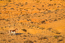 Onager (Equus hemionus), male trotting in rocky environment, Negev desert, Israel, April