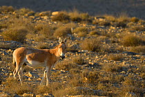 Onager (Equus hemionus), male standing in dry steppe, Negev desert, Israel, April
