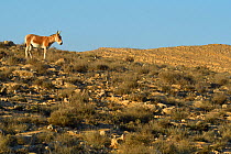 Onager, (Equus hemionus), male standing in dry ladscape, Negev desert, Israel, April