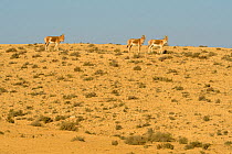 Onager (Equus hemionus), group walking in dry environment, Negev desert, Israel, April