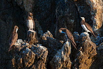 Brown booby (Sula leucogaster brewsteri ) colony Islas Marias Archipelago, Marias Biosphere Reserve, Mexico.