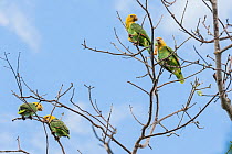 Yellow headed amazon parrot, ( Amazona oratrix tresmariae ) group perched in tree Islas Marias Archipelago, Marias Biosphere Reserve, Mexico. Endemic subspecies.