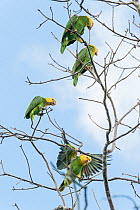 Yellow headed amazon parrot ( Amazona oratrix tresmariae ) group perched in tree Islas Marias Archipelago, Marias Biosphere Reserve, Mexico. Endemic subspecies.