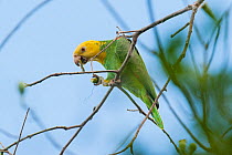 Yellow headed amazon parrot ( Amazona oratrix tresmariae ) feeding, Islas Marias Archipelago, Marias Biosphere Reserve, Mexico. Endemic subspecies.