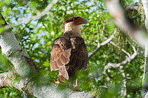 Caracara ( Caracara cheriway pallidus) perched, Islas Marias Archipelago, Marias Biosphere Reserve, Mexico.
