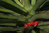 Giant land crab (Cardisoma) hiding in vegetation. Islas Marias Archipelago, Marias Biosphere Reserve, Mexico.