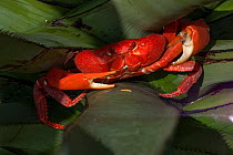 Giant land crab (Cardisoma) Islas Marias Archipelago, Marias Biosphere Reserve, Mexico.
