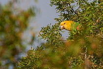 Yellow headed amazon parrot ( Amazona oratrix tresmariae ) Islas Marias Archipelago, Marias Biosphere Reserve, Mexico.