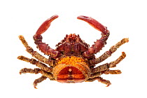 Moss-backed spider crab (Mithrax) on white background, Islas Marias Archipelago, Marias Biosphere Reserve, Mexico.