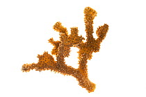 Stony coral ( Pocillopora eydouxi ) on white background, Islas Marias Archipelago, Marias Biosphere Reserve, Mexico.