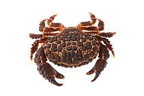 American Pebble Crab ( Daria americana ) on white background, Islas Marias Archipelago, Marias Biosphere Reserve, Mexico.