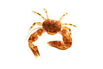 Porcelain crab (Porcellanidae) on white background, Islas Marias Archipelago, Mexico.
