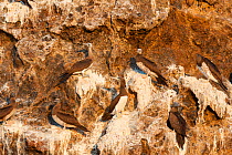 Brown booby (Sula leucogaster brewsteri) colony on the coast of Islas Marias Archipelago, Mexico.