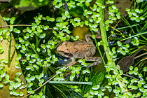 Common froglet (Rana temporaria) recently metamorphosed from a tadpole with a tadpole. London, UK