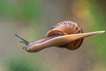 Garden snail (Helix aspersa) gliding over glass, underside view. London, UK.
