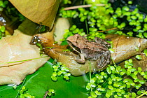 Common froglet (Rana temporaria) recently metamorphosed from a tadpole. London, UK