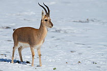 Tibetan gazelle / Goa (Procapra picticaudata) Keke Xili / Hoh Xil Nature Reserve, Tibetan High plateau, Qinghai, China
