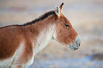 Kiang or Tibetan Wild ass (Equus kiang) Keke Xili / Hoh Xil Nature Reserve, Tibetan High plateau, Qinghai, China