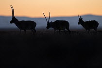 Tibetan antelope / Chiru (Pantholops hodgsonii) three silhouetted, Keke Xili / Hoh Xil Nature Reserve, Tibetan High plateau, Qinghai, China
