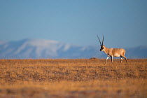Tibetan antelope or Chiru (Pantholops hodgsonii) Keke Xili / Hoh Xil Nature Reserve, Tibetan High plateau, Qinghai, China