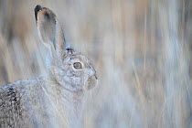 Woolly hare (Lepus oiostolus) Dulan Nature Reserve, Tibetan Plateau, Qinghai, China