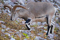 Blue sheep (Ovis nahoor) adult male, Angsai Nature Reserve (Valley of the Cats), Sanjiangyuan National Nature Reserve, Tibetan Plateau, Qinghai, China