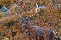 White-lipped / Thorold&#39;s deer, (Cervus albirostris) Angsai Nature Reserve (Valley of the Cats), Sanjiangyuan National Nature Reserve, Tibetan Plateau, Qinghai, China
