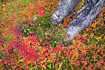 Mountain birch, (Betula pubescens var. tortuosa) and Dwarf cornel or bunchberry (Cornus suecica) Abisko National Park, Norrbotten, Lapland, Sweden September 2020