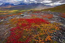 Red leaves of Alpine bearberry (Arctostaphylos / Arctuo alpinus) view from Nuolja or Njulla mountain, Abisko National Park, Norrbotten, Lapland, Sweden September 2020