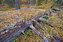 Tree trunk slowly decomposing, possibly over several hundred years. Old-growth pine forest, Muddus National Park, Laponia UNESCO World Heritage Site, Norrbotten, Lapland, Sweden September 2020
