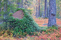Huge ant hill, predated upon by a bear, now covered in Lingonberry (Vaccinium vitis-idaea) bush. Old-growth pine forest, Muddus National Park, Laponia UNESCO World Heritage Site, Norrbotten, Lapland,...