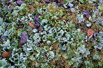 Arctic kidney lichen (Nephroma arcticum) Old-growth pine forest, Muddus National Park, Laponia UNESCO World Heritage Site, Norrbotten, Lapland, Sweden. Nephroma arcticum is called kusskoak by the Yup'...