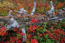 Tree trunk decomposing, covered with red and green vegetation. Old-growth pine forest, Muddus National Park, Laponia UNESCO World Heritage Site, Norrbotten, Lapland, Sweden September 2020