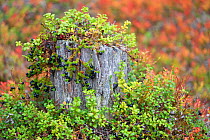 Crowberry (Empetrum nigrum)growing over  100-year-old tree stumps in old-growth pine forest, Muddus National Park, Laponia UNESCO World Heritage Site, Norrbotten, Lapland, Sweden September 2020