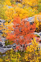 Autumn coloured Mountain birch trees (Betula poubescens var, tortuosa) Stora Sjoefallet National Park, Laponia UNESCO World Heritage Site, Norrbotten, Lapland, Sweden September 2020