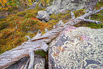 Fallen Scots pine tree (Pinus sylvatica) and yellow Mountain birch (Betula pubescens var. tortuosa), in red Blueberry leaves and Concentric Ring Lichen (Arctoparmelia centrifuga) in Old-growth pine fo...