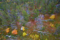 Aerial view of Scots pines (Pinus sylvestris) and yellow mountain birch (Betula pubescens var. tortuosa) and red Blueberry leaves. Old-growth pine forest, Stora Sjoefallet National Park, Laponia UNESC...