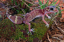 Thick-tailed gecko (Underwoodisaurus milii) female, Ironbark Woodland habitat, Victoria, Australia. Controlled conditions.