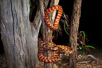 Brown tree snake (Boiga irregularis) juvenile from Normanton, Queensland, Australia. Controlled conditions.
