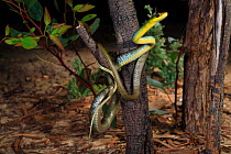 Green tree snake (Dendrelaphis punctulatus) juvenile from Brigalow habitat near Moonie in inland SE Queensland, Australia.