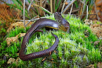 McCoy&#39;s Skink (Anepischetosia maccoyi) from wet schlerophyll forest near Korumburra in the South Gippsland, Victoria, Australia. Controlled conditions.