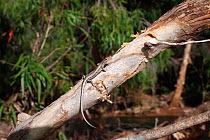 Metallic snake-eyed skink (Cryptoblepharus metallicus) from riparian Paperbark Forest near Gregory Downs in the Gulf of Carpentaria, Queensland, Australia.